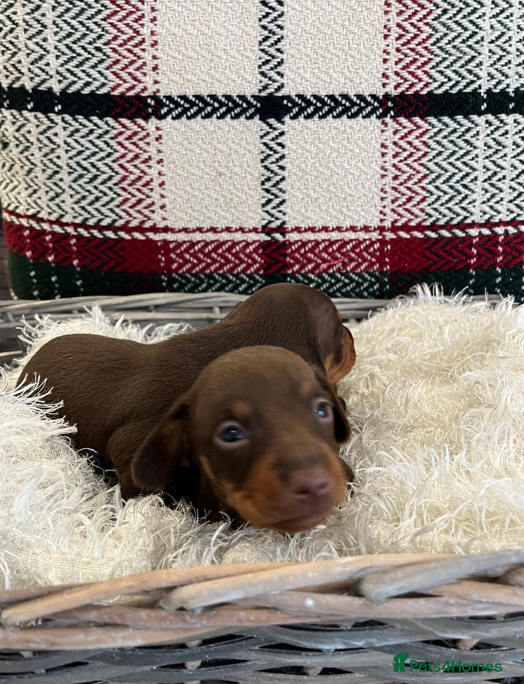 Miniature Dachshund dogs for sale: Beautiful true kc reg miniature dachshunds - Advert 15