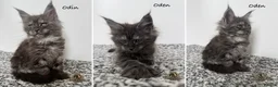 Maine Coon cats for sale: 🐾 Maine Coon Kittens TICA Registered 🐾 - Advert 4