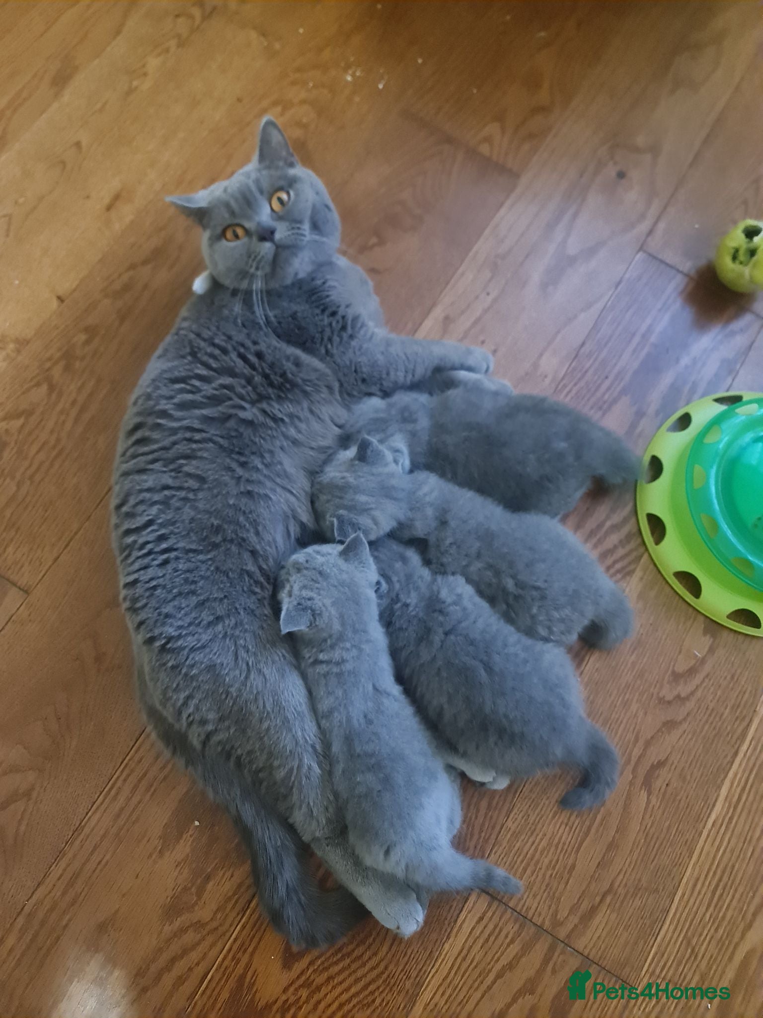 British Shorthair cats 3 male baby cat brotidh shorthair - Advert 2
