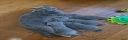 British Shorthair cats for sale: 3 male baby cat british shorthair - Advert 2