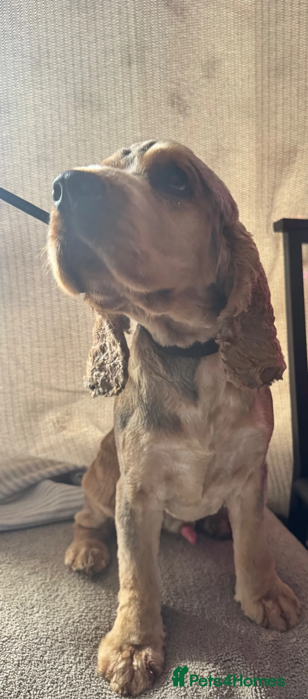 Cocker Spaniel dogs for sale: KC Registered Sable Roan & Tan boy - Advert 8