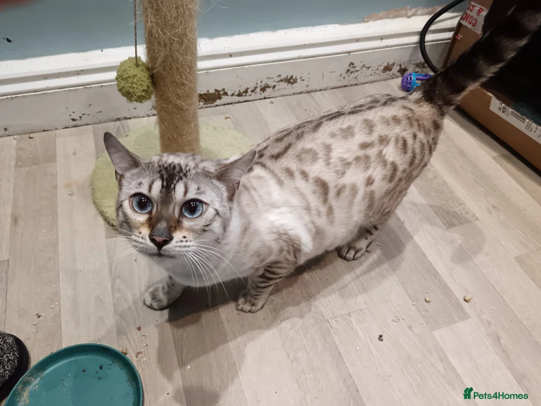 Bengal cats for sale: Tica RG pure bengals - Advert 2