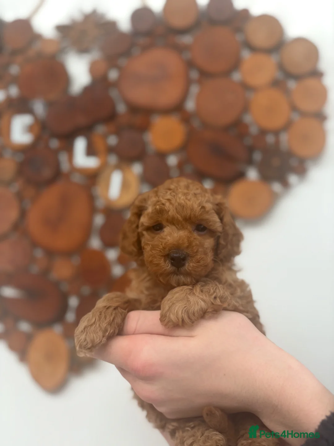 Toy Poodle dogs for sale: Beautiful toy poodle puppy bitch available  - Advert 2