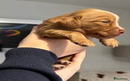 Cocker Spaniel dogs for sale: Red Cocker Spaniel Puppies - Image 28