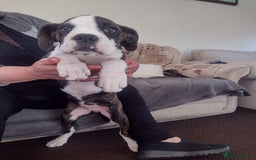 Boxer dogs for sale: 1 boy and 1 girl boxer available - Image 6