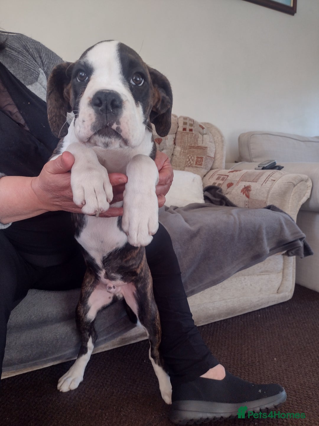 Boxer dogs for sale: 1 boy and 1 girl boxer available - Image 6
