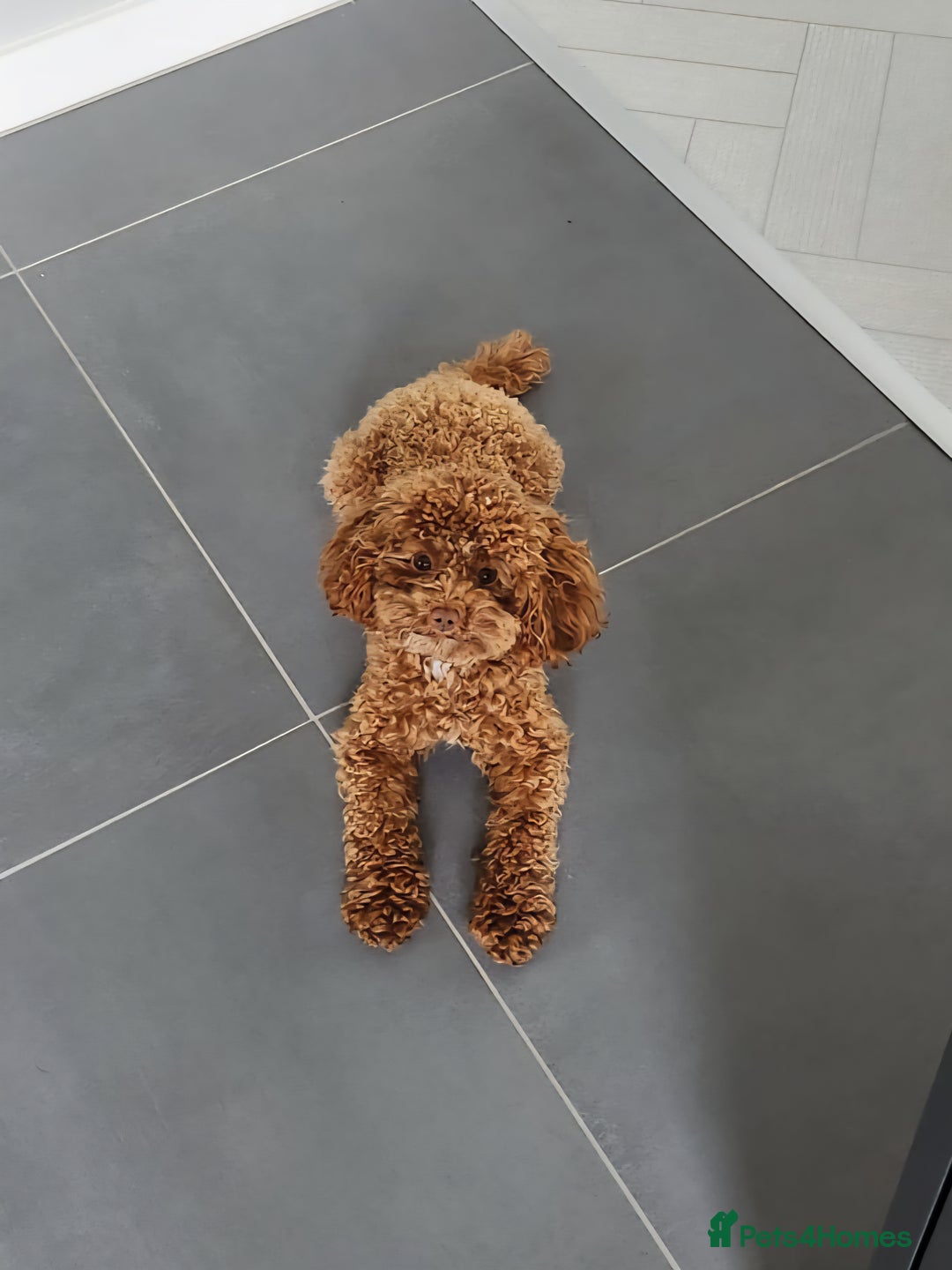 Toy Poodle dogs for stud: ✨ Toy Poodle 🐾  - Image 3