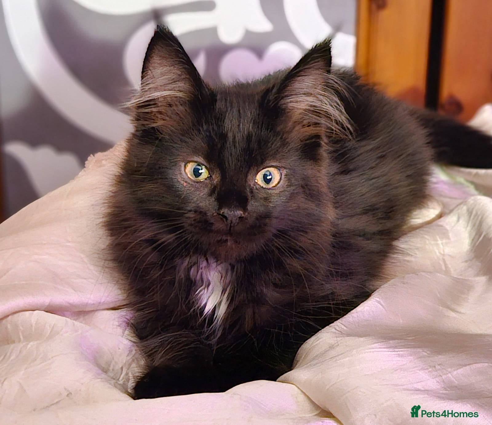 Mixed Breed cats Stunning Maine Coon x Ragdoll Excellent with kids - Advert 8