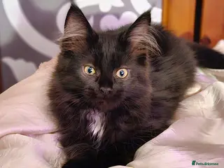 Mixed Breed cats Stunning Maine Coon x Ragdoll Excellent with kids - Advert 2