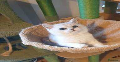 British Shorthair cats - Advert 15