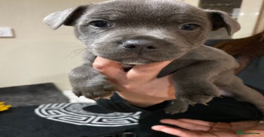 Staffordshire Bull Terrier dogs - Advert 4