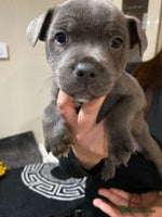 Staffordshire Bull Terrier dogs - Advert 2