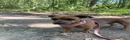 Mixed Breed dogs for sale: Beautiful girl desperately needing a loving home in Bexhill-on-Sea - Advert 2