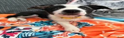 Border Collie dogs for sale: Female border collie pup - Advert 3