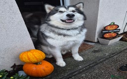 Alaskan Malamute dogs for sale: Beau - Male Alaskan Malamute.  - Image 1