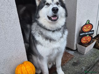 Alaskan Malamute dogs - Advert 2