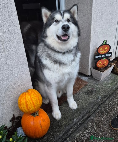 Alaskan Malamute dogs - Advert 4