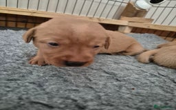 Labrador Retriever dogs for sale: Kc Registered Red labrador puppies  - Image 16