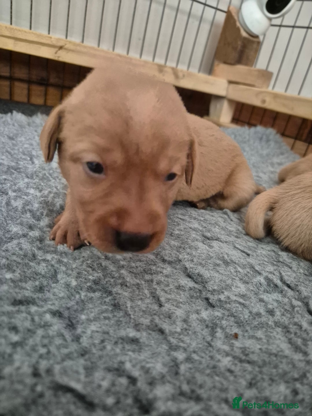 Labrador Retriever dogs for sale: Kc Registered Red labrador puppies  - Image 16