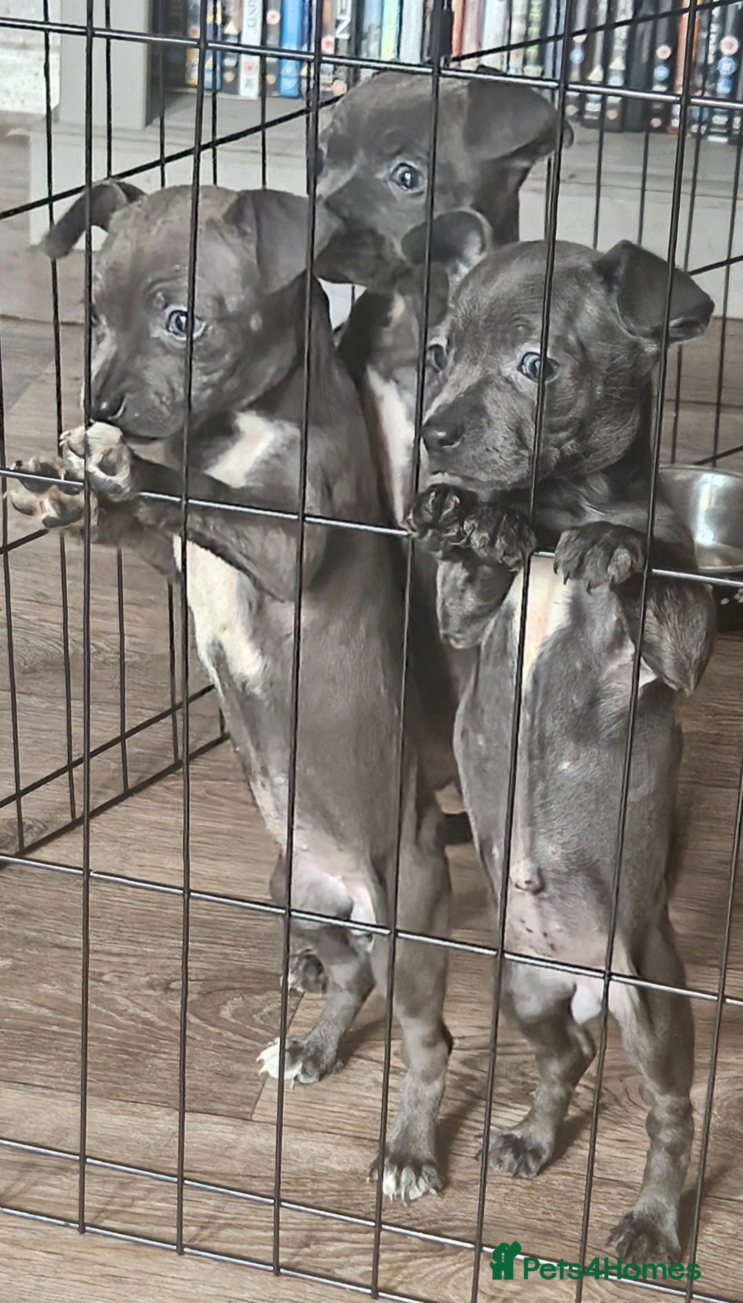 American Bull Staffy dogs for sale: ** STAFFORDSHIRE BULL TERRIER PUPPIES** - Image 7
