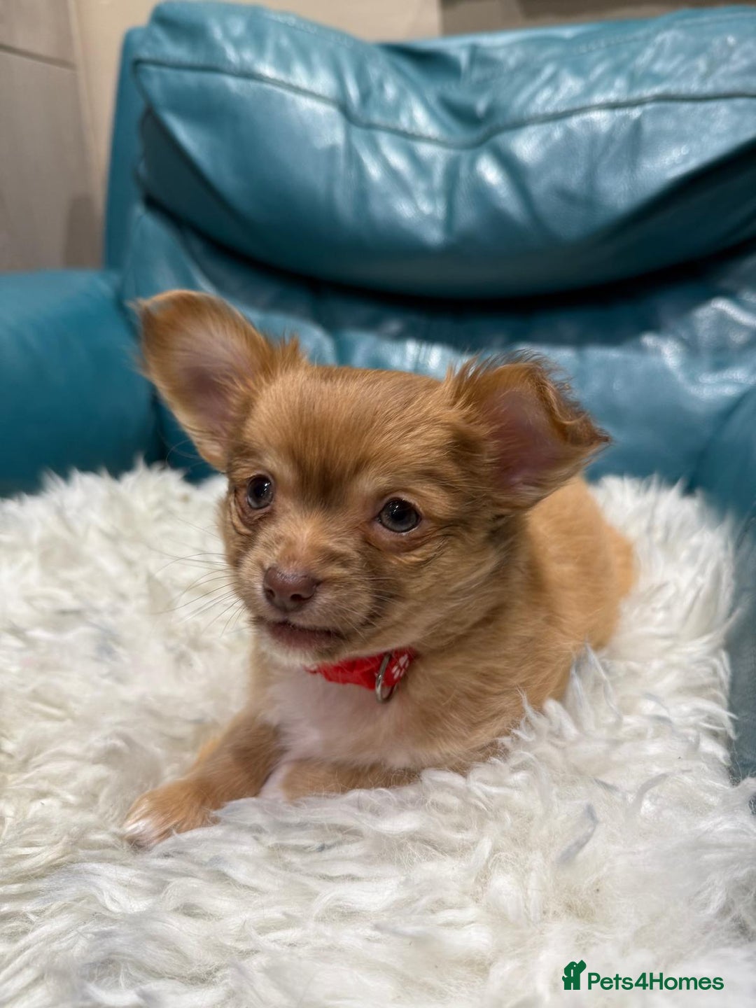 Chihuahua dogs for sale: ***READY NOW*** Long Haired Chihuahua Pups  - Advert 13