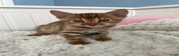 Bengal cats for sale: Bengal kitten - Advert 4