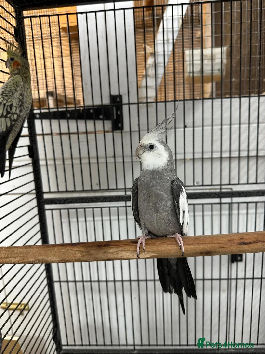 Cockatiels birds for sale: Semi tame cocktails  in Doncaster - Advert 2