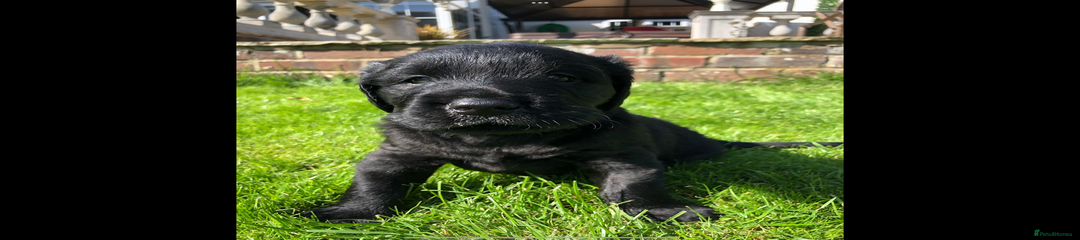 Flat coated Retriever Puppy 1