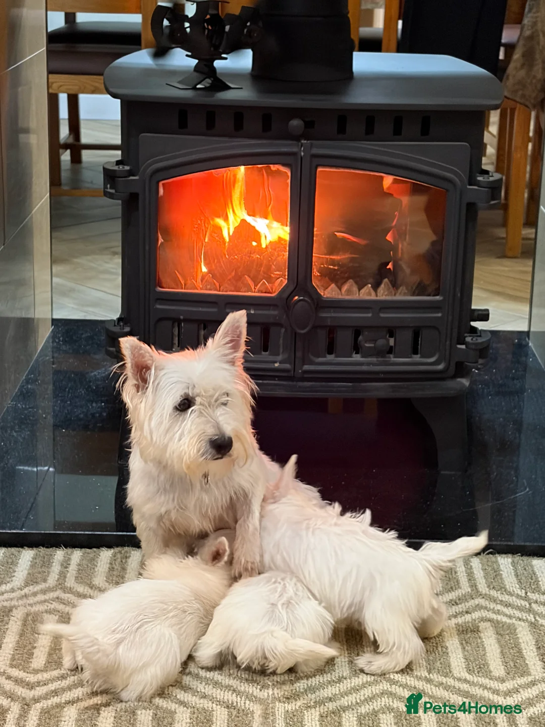 West Highland Terrier dogs for sale: West Highland Terrier puppies.  - Advert 2