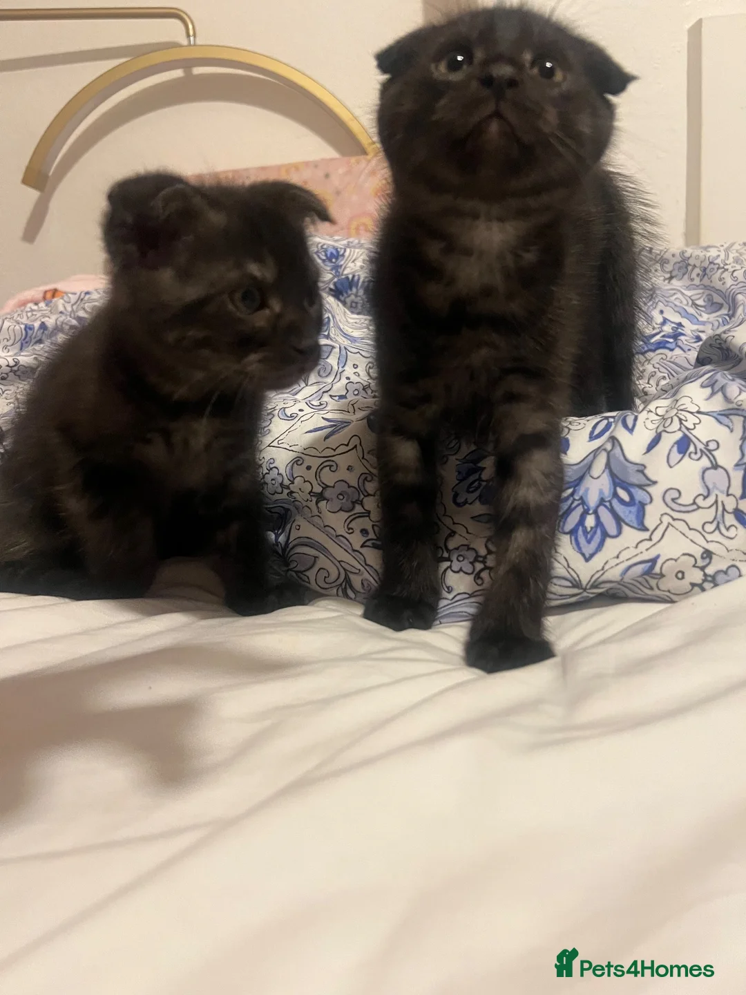 Mixed Breed cats for sale: Super friendly, playful kittens looking for a home in Ipswich - Advert 16
