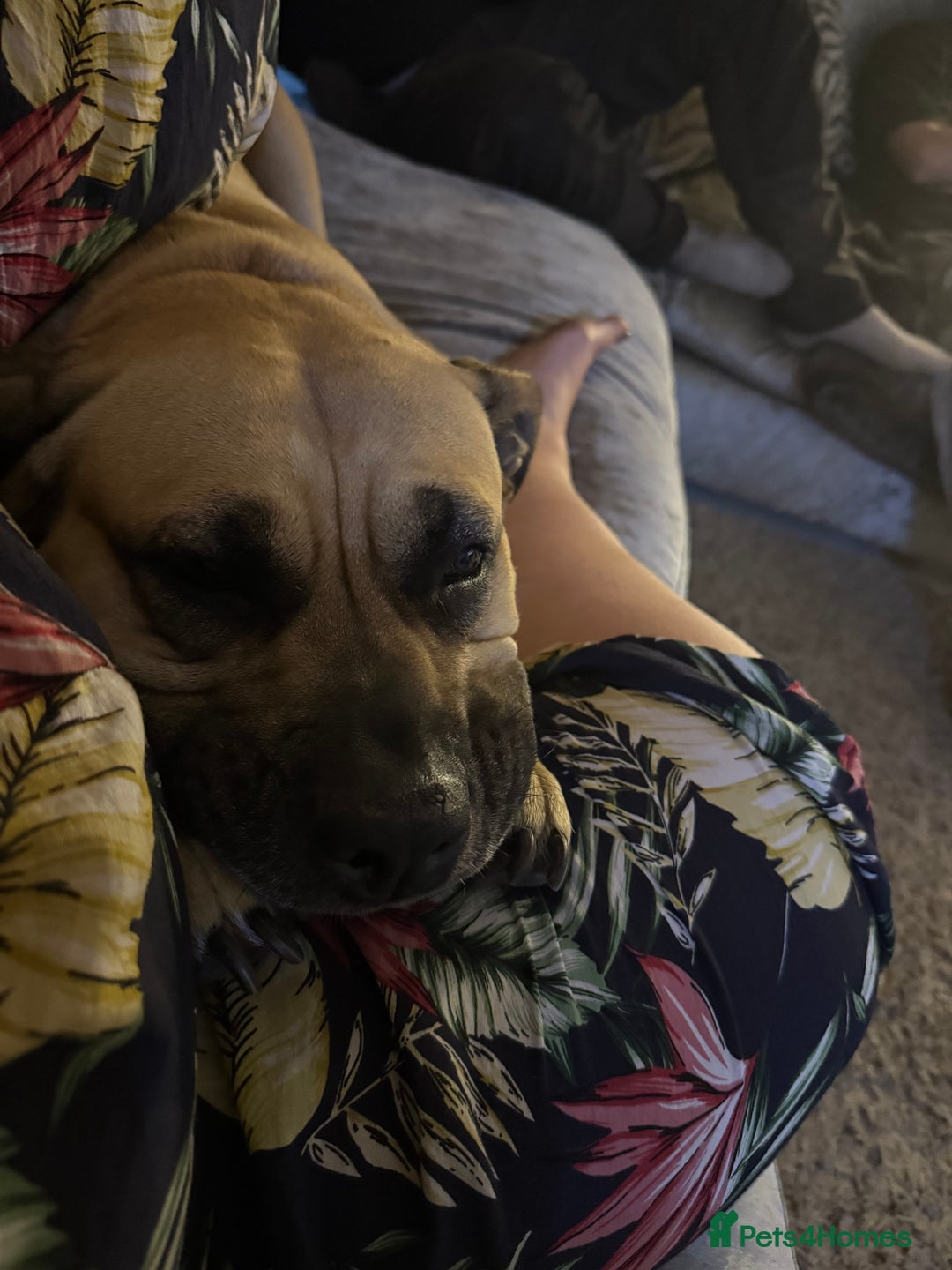 Presa Canario dogs for sale: 4 year old Skye  - Advert 1