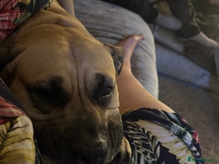 Presa Canario dogs 4 year old Skye - Advert 1