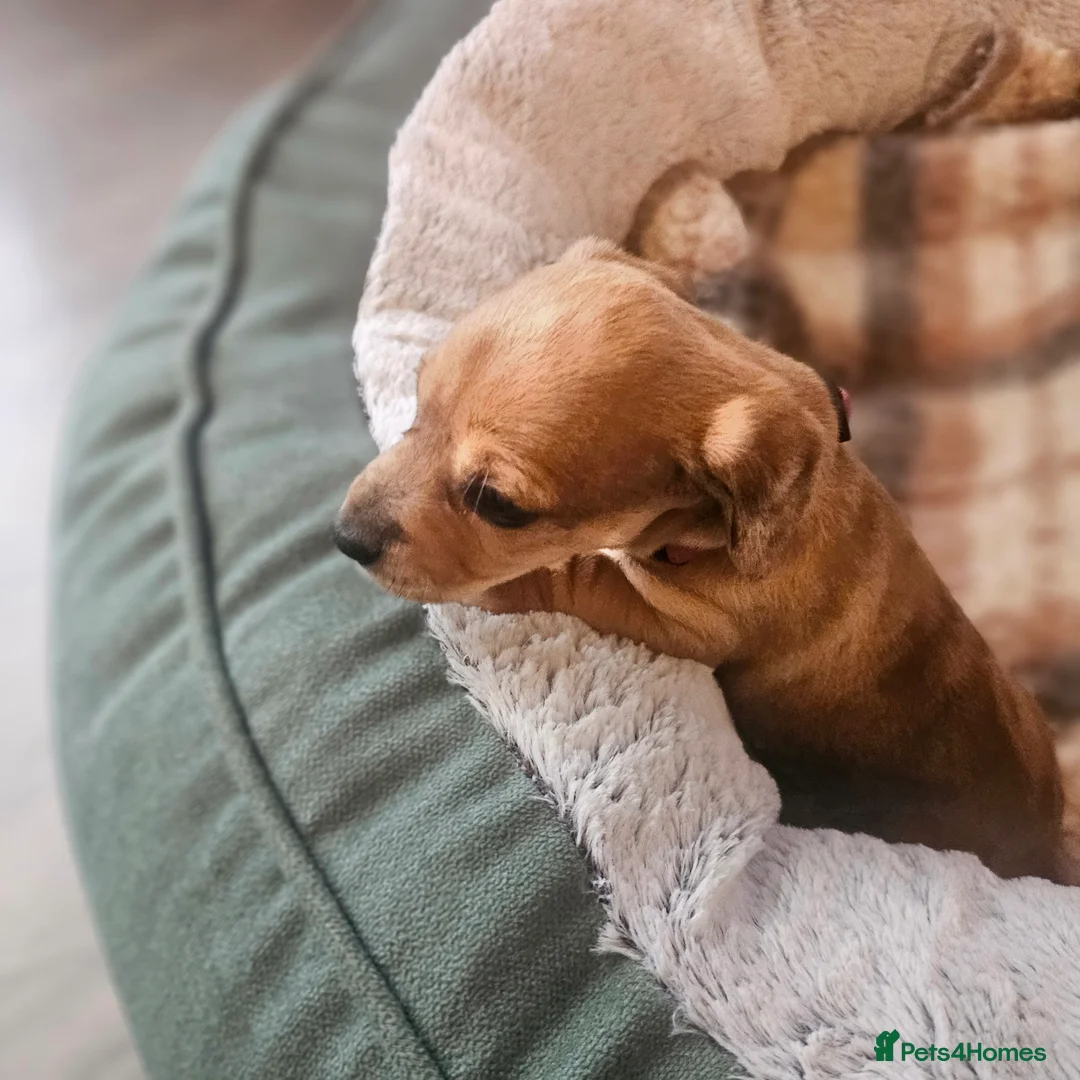 Jackshund dogs for sale: A stunning Jack Russell Terrier and Dachshund mix. - Advert 18