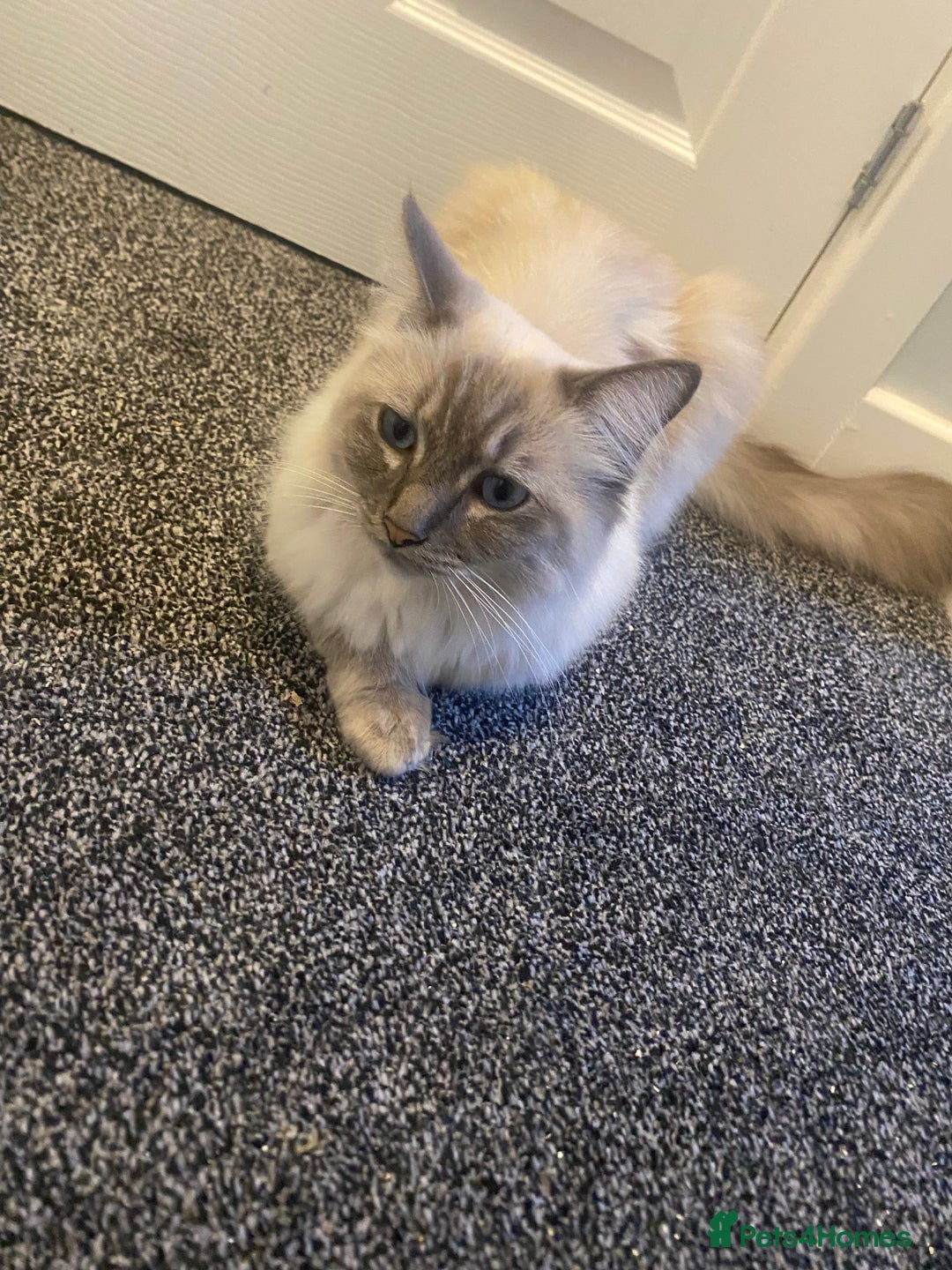 Ragdoll cats for sale: Lovely Ragdoll boy looking for forever home  - Advert 10