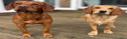 Cockerdor dogs for stud: Gorgeous cockerdor FOR STUD - Advert 13