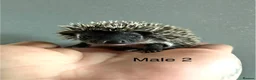 Pygmy Hedgehog rodents for sale: Gorgeous litter for Sale!  - Advert 23