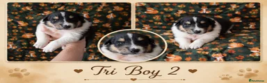 Rough Collie 4