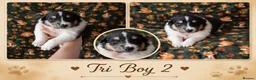 Rough Collie dogs for sale: KC Rough Collies - Advert 4