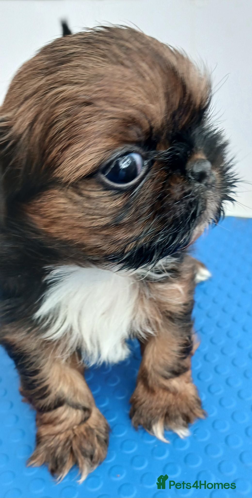 Shih Tzu dogs Beautiful  shihtzu  - Advert 2