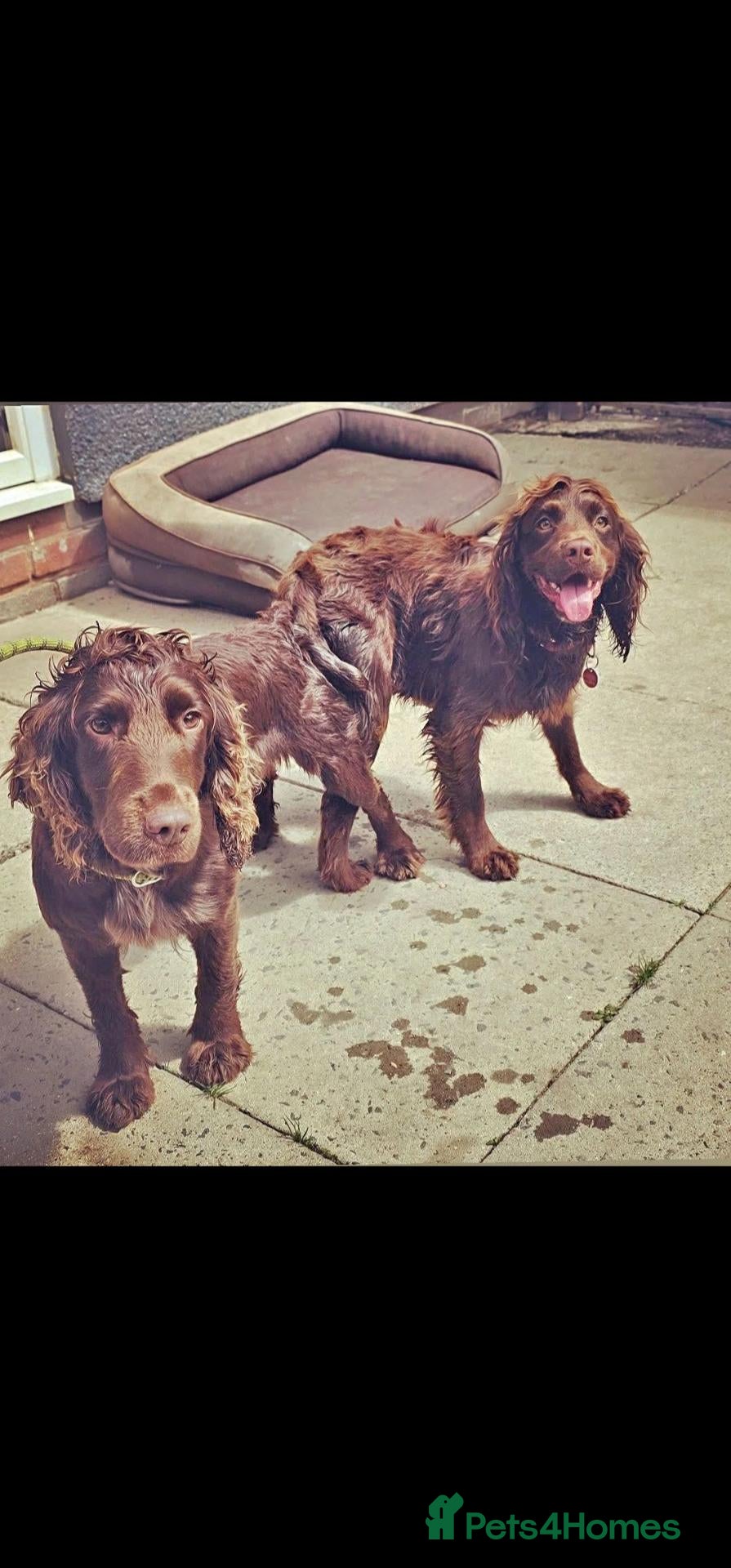 Cocker Spaniel dogs Chocolate Spaniels ready now  - Advert 2