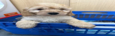 Cockapoo 6
