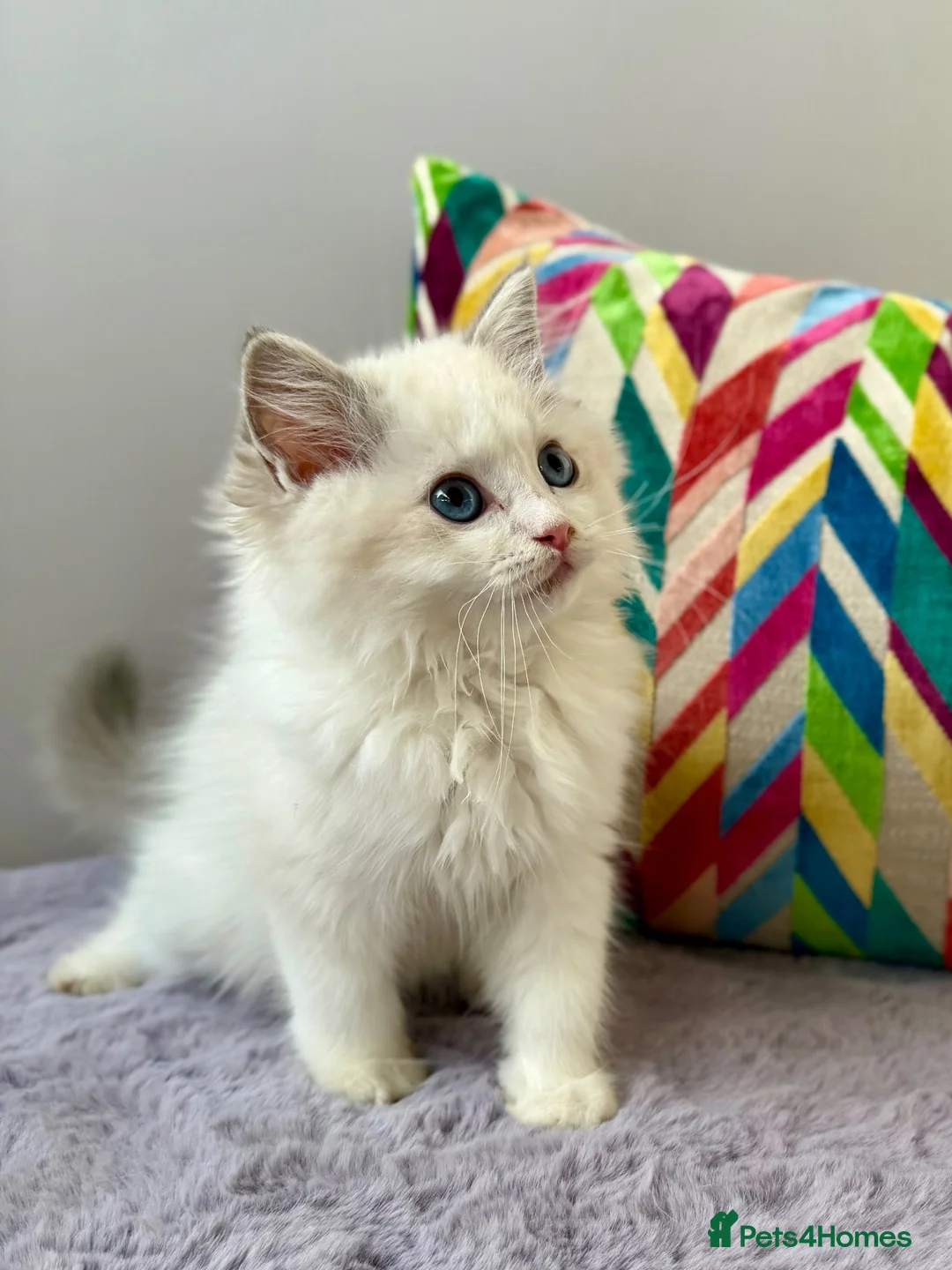 Ragdoll cats for sale: TICA registered ragdoll kittens from champions - Advert 28