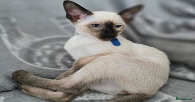 Siamese cats - Advert 8