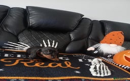 Miniature Dachshund dogs for sale: beautiful miniature dachshund pups available now  - Image 4