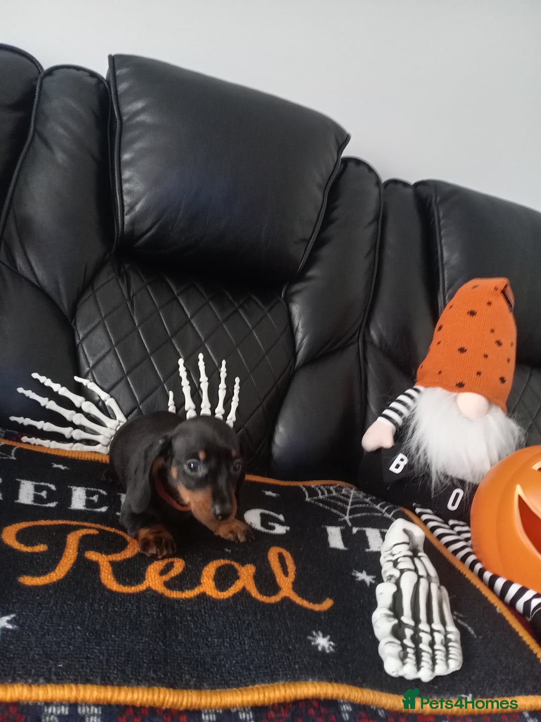 Miniature Dachshund dogs for sale: beautiful miniature dachshund pups available now  - Image 4