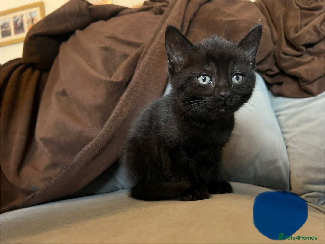 Mixed Breed cats for sale: 2 male kittens  - Image 8