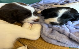 English Springer Spaniel dogs for sale: KC Springer Spaniel Puppies - Image 8