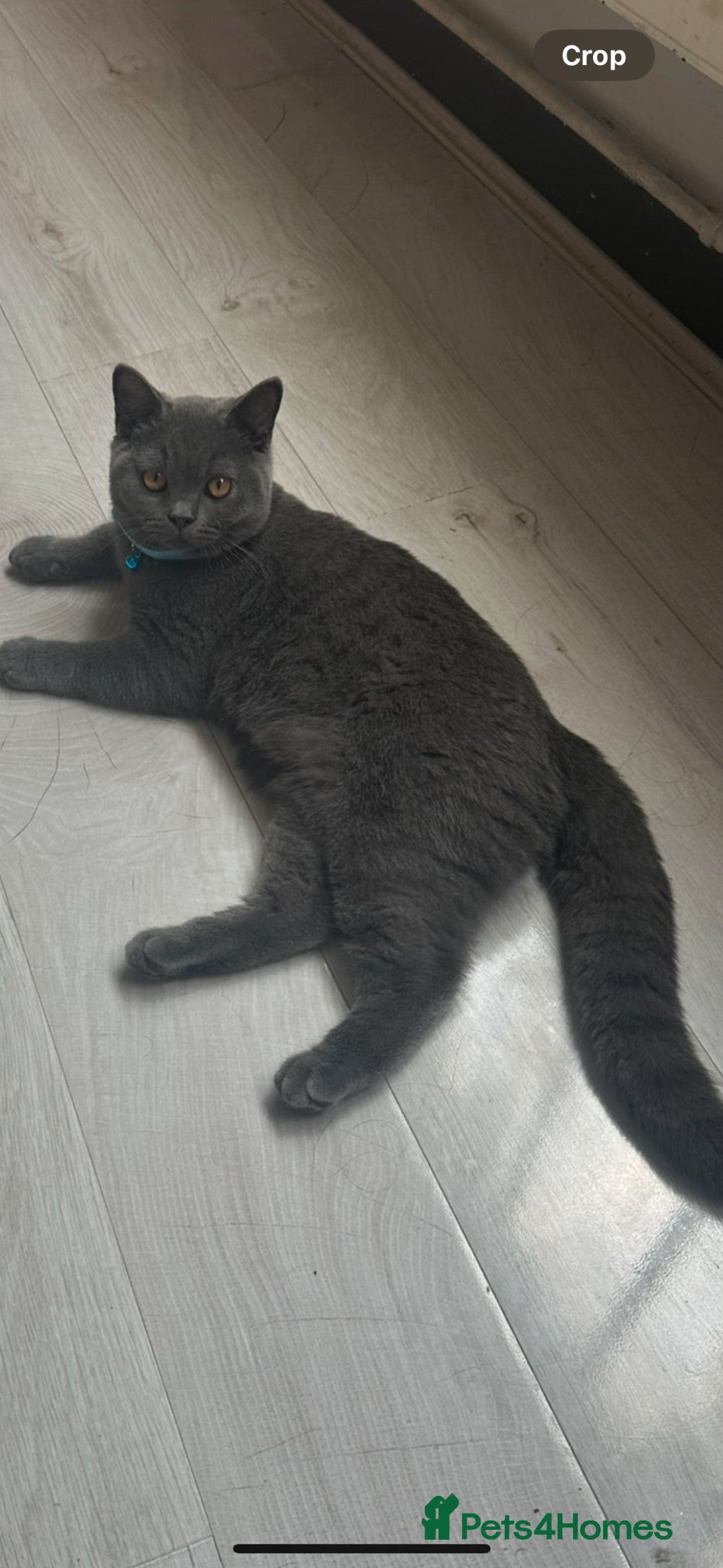 British Shorthair cats British short hair grey shadow  - Advert 9