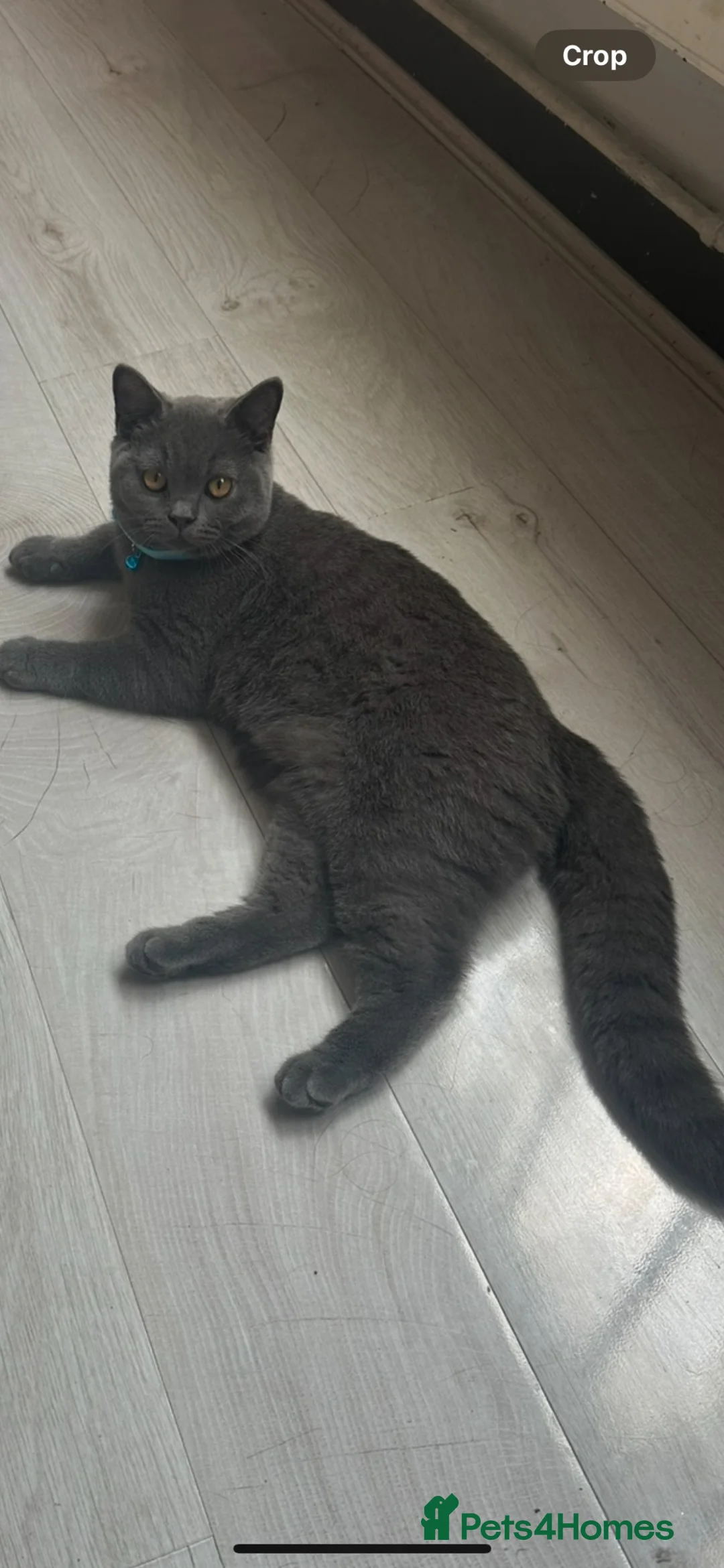 British Shorthair cats for sale: British short hair grey shadow  - Advert 1
