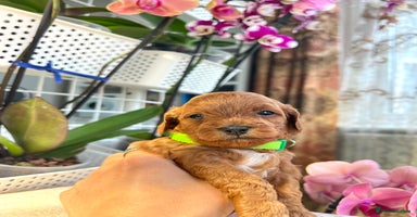 Maltipoo dogs - Advert 15